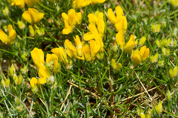Genêt-hérisson — Genista horrida (Vahl) DC., 1805