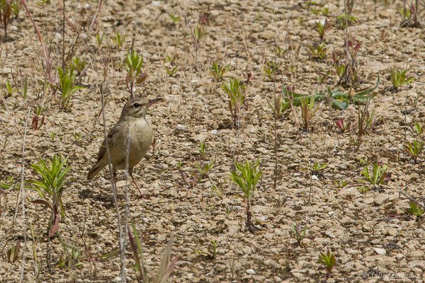 Pipit rousseline — Anthus campestris (Linnaeus, 1758), (La Brède (33), France, le 12/06/2019)