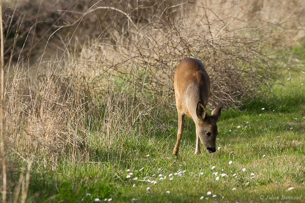 Chevreuil européen – Capreolus capreolus (Linnaeus, 1758), (Braud-et-Saint-Louis (33), le 06/03/2018)
