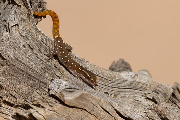 Saurodactyle d'El Mouden — Saurodactylus elmoudenii Javanmardi, Vogler and Joger, 2019, (Tafraoute, (Souss-Massa), Maroc, le 05/02/2023)