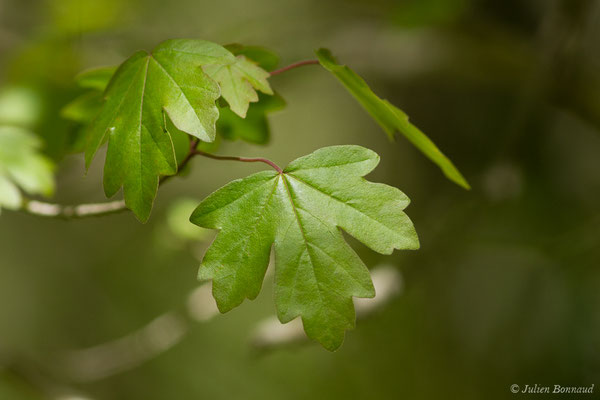 Érable champêtre — Acer campestre L., 1753, (Etsaut (64), France, le 06/05/2019)