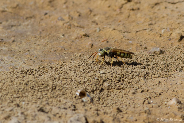 Bembex à rostre – Bembix rostrata (Linnaeus, 1758), (Reserve naturelle des Lagunes de Villafáfila (Castille-et-León), Espagne, le 01/08/2020)