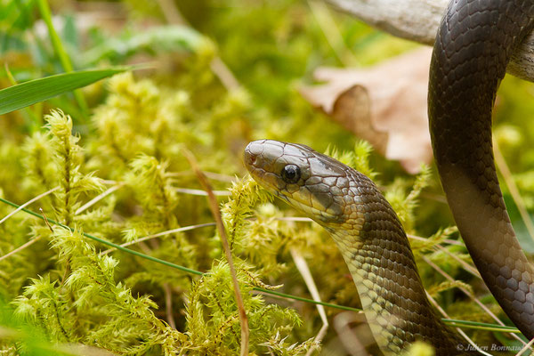 Couleuvre d'Esculape – Zamenis longissimus (Laurenti, 1768), (adulte), (Etsaut (64), France, le 27/04/2022)