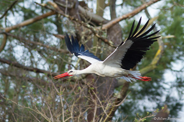 Cigogne blanche — Ciconia ciconia (Linnaeus, 1758), (adulte) (réserve ornithologique du Teich (33), France, le 24/01/2018)