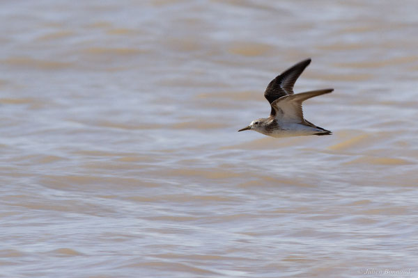 Bécasseau semipalmé — Calidris pusilla (Linnaeus, 1766), (adulte, plumage internuptial), (dégrad des Cannes, Guyane, le 29/03/2017)