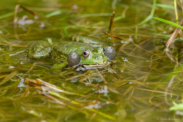Grenouille de Graf — Pelophylax kl. grafi (Crochet, Dubois, Ohler & Tunner, 1995)