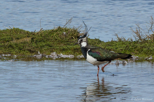 Vanneau huppé — Vanellus vanellus (Linnaeus, 1758), (Réserve ornithologique du Teich (33), France, le 15/02/2021)