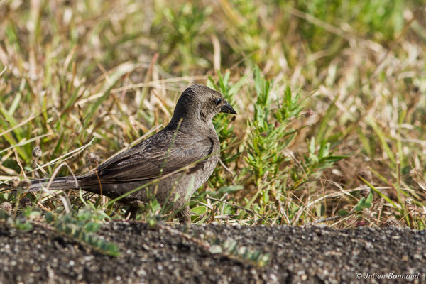 Vacher luisant (Molothrus bonariensis) (femelle adulte) (Centre Spatial Guyanais, Kourou, le 22/09/2017)