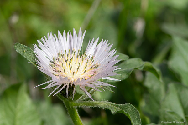 Centaurée bordée de noir — Centaurea pullata L., 1753, (Site archéologique de Volubilis, Fertassa (Fès-Meknès), Maroc, le 22/02/2023)