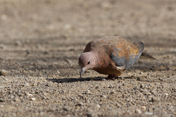 Tourterelle maillée — Streptopelia senegalensis (Linnaeus 1766), (Esquinzo, Fuerteventura, (Iles Canaries, Espagne), le 14/02/2022)
