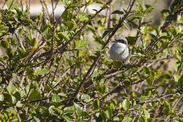 Pie-grièche grise — Lanius excubitor Linnaeus, 1758, (Tindaya, Fuerteventura, (Iles Canaries, Espagne), le 18/02/2022)