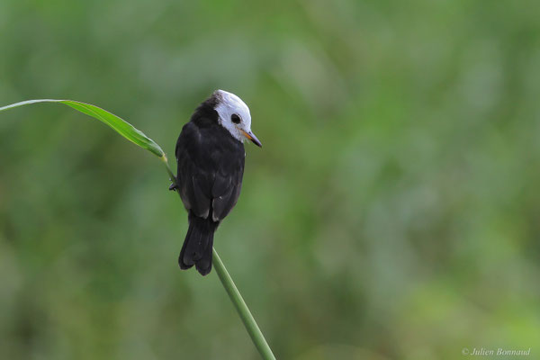 Moucherolle à tête blanche — Arundinicola leucocephala (Linnaeus, 1764)