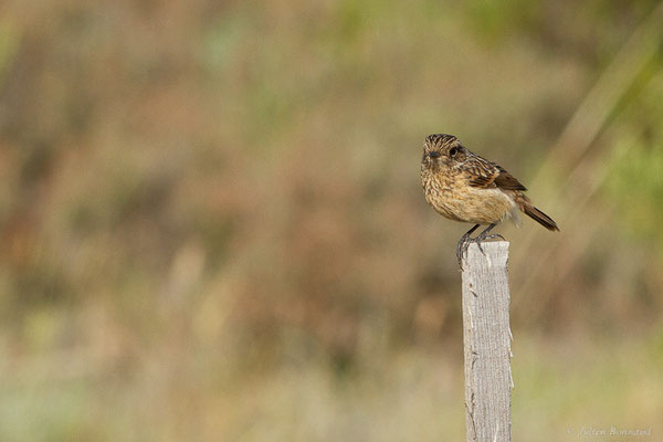 Tarier pâtre — Saxicola rubicola (Linnaeus, 1766), (Bardenas Real, Arguedas (Aragon), Espagne, le 08/06/2022)