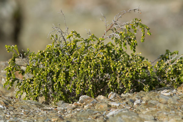 Passerine hérissée — Thymelaea hirsuta (L.) Endl., 1847, (Ile Du Gaou, Six-Fours-les-Plages (83), France, le 02/02/2021)