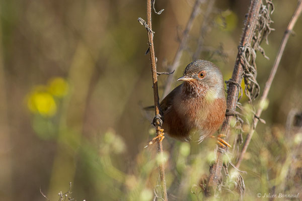 Fauvette pitchou — Sylvia undata (Boddaert, 1783), (Ossun (65), France, le 13/11/2019)