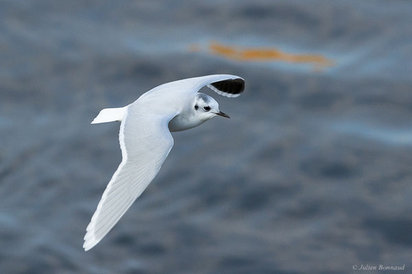 Mouette pygmée — Hydrocoloeus minutus (Pallas, 1776), (Capbreton (40), France, le 02/12/2022)