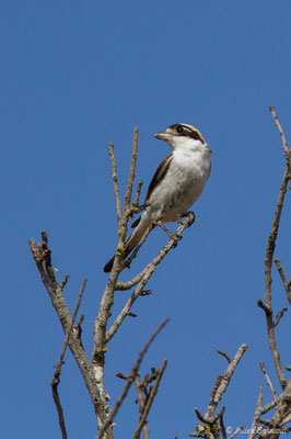 Pie-grièche à tête rousse — Lanius senator Linnaeus, 1758, (femelle adulte) (Vila do Bispo (Algarve), Portugal, le 30/08/2018)
