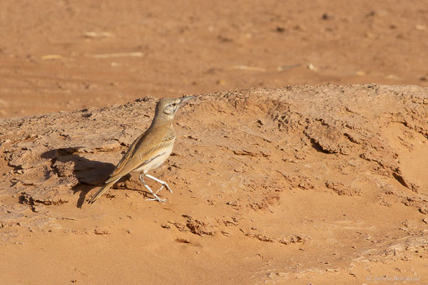 Sirli du désert — Alaemon alaudipes (Desfontaines, 1789), (Parc national d'Iriqui (Souss-Massa-Draâ, Guelmim-Es Semara), Maroc, le 12/02/2023)