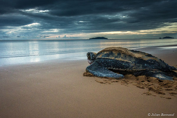 Tortue luth — Dermochelys coriacea (Vandelli, 1761), (Plage des Salines, Remire-Montjoly, Guyane, le 18/06/2017) 