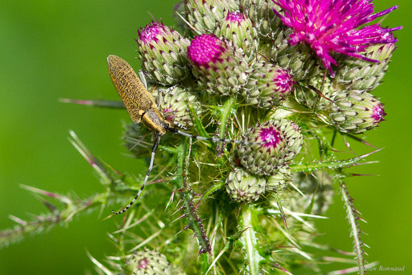 Aiguille marbrée – Agapanthia villosoviridescens (De Geer, 1775), (Station de ski de Gourette, Eaux-Bonnes (64), France, le 14/06/2022)