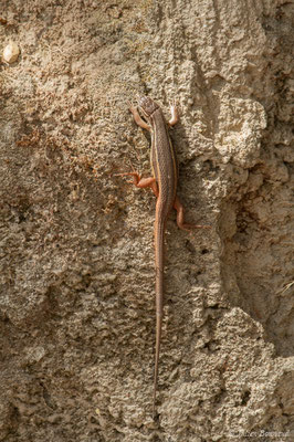 Psammodrome algire — Psammodromus algirus (Linnaeus, 1758), (Nossa Senhora da Tourega (Évora), (Algarve), Portugal, le 05/09/2018)