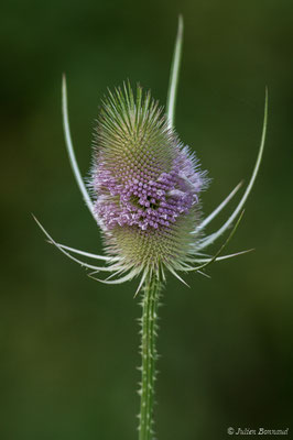 Cardère sauvage — Dipsacus fullonum L., 1753, (Braud-et-Saint-Louis (33), France, le 04/07/2018)