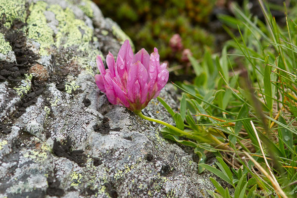 Trèfle des Alpes ou Réglisse des montagnes – Trifolium alpinum L., 1753, (Station de ski de Gourette, Eaux Bonnes (65), France, le 15/06/2020)