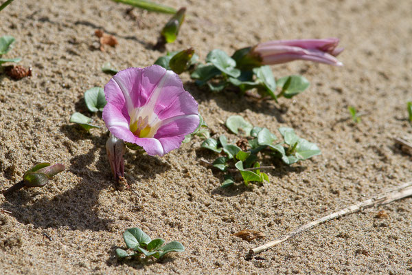 Liseron des dunes — Convolvulus soldanella L., 1753, (Bayonne (64), France, le 13/05/2025)