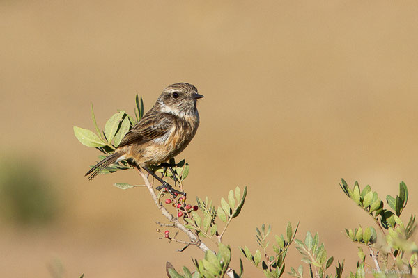 Tarier pâtre — Saxicola rubicola (Linnaeus, 1766), (Tétouan (Tanger-Tétouan-Al Hoceïma), Maroc, le 27/09/2023)