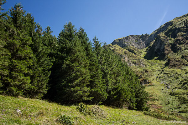 Épicéa commun — Picea abies (L.) H.Karst., 1881, (Station de ski de Gourette, Eaux-Bonnes (64), France, le 17/09/2021)
