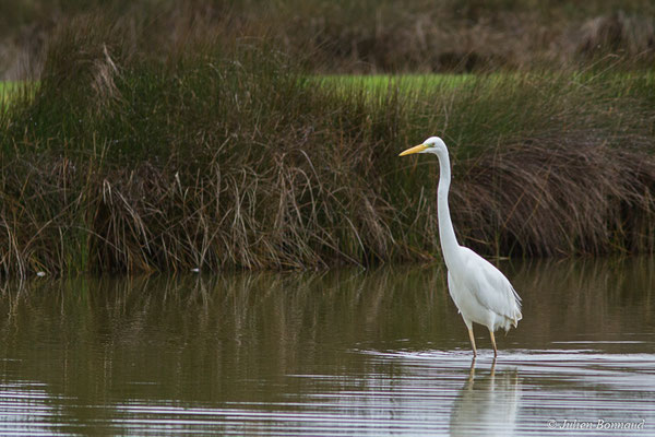 Grande Aigrette — Ardea alba Linnaeus, (adulte en plumage internuptial) (réserve ornithologique du Teich (33), France, le 23/01/2018)