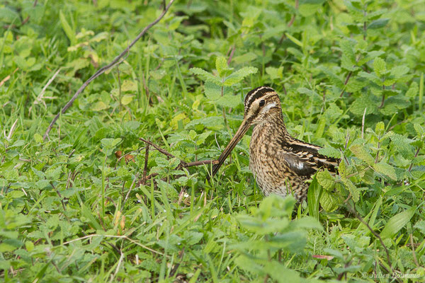 Bécassine des marais — Gallinago gallinago (Linnaeus, 1758), (Saligue aux oiseaux, Biron (64) France, le 27/10/2019)