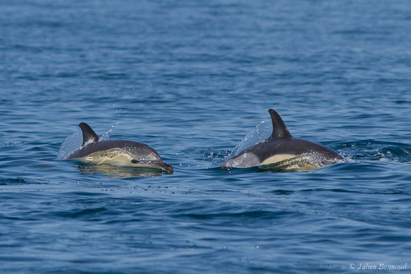 Dauphin commun, Dauphin commun à bec court ou Dauphin commun à bec long – Delphinus delphis Linnaeus, 1758, (Sagres (Vila do Bispo), Algarve (Portugal), le 31/08/2018)