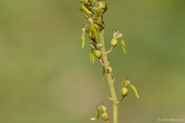 Grande Listère — Neottia ovata (L.) Bluff & Fingerh., 1837