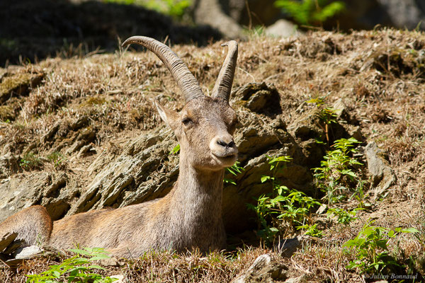 Bouquetin des Alpes — Capra ibex (Pallas, 1777), (femelle adulte) (Parc animalier des pyrénées, Argelès-Gazost (65), France, le 20/08/2022)