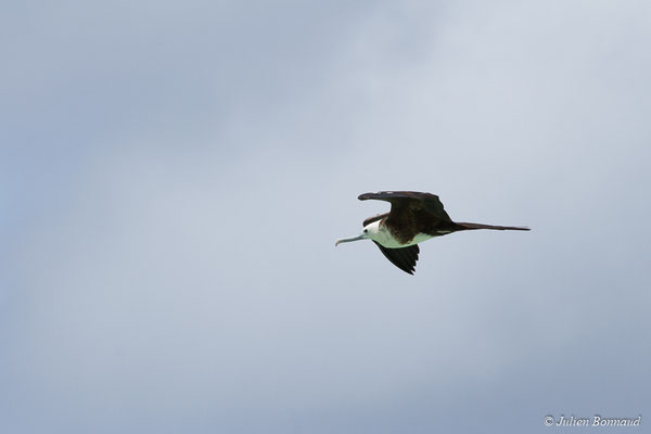 Frégate superbe — Fregata magnificens Mathews, 1914, (Saint-Anne, Guadeloupe, le 15/05/2016)