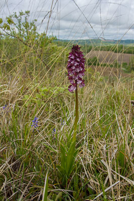 Orchis pourpre — Orchis purpurea Huds., 1762, (Aulon (31), France, le 03/05/2019)