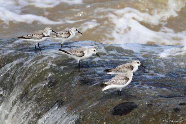 Bécasseau sanderling — Calidris alba (Pallas, 1764)