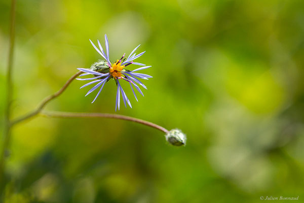 Volutaire — Volutaria crupinoides (Desf.) Maire