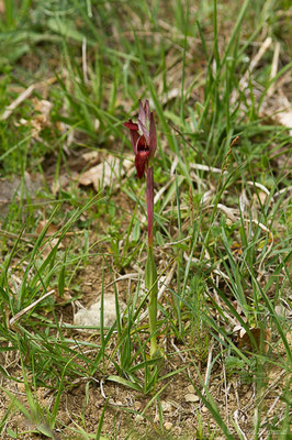 Sérapias à labelle allongé — Serapias vomeracea (Burm.f.) Briq., 1910