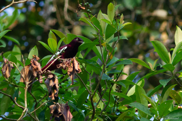 Cotinga pompadour — Xipholena punicea (Pallas, 1764)