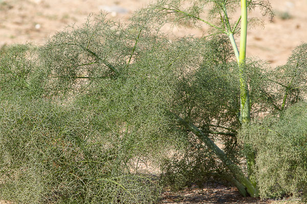 Férule commune — Ferula communis L., 1753, (Laazib (Guelmim-Oued Noun), Maroc, le 30/01/2023)