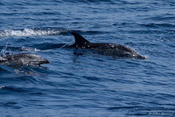 Dauphin commun, Dauphin commun à bec court ou Dauphin commun à bec long – Delphinus delphis Linnaeus, 1758, (Détroit de Gibraltar, Tarifa, Andalousie (Espagne), le 04/08/2020)