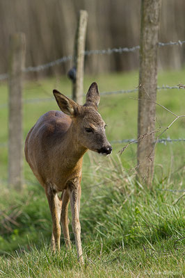 Chevreuil européen – Capreolus capreolus (Linnaeus, 1758), (Braud-et-Saint-Louis (33), le 06/03/2018)