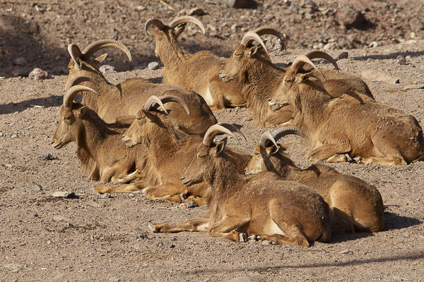 Mouflon à manchettes – Ammotragus lervia (Pallas, 1777), (Oasis Park, Fuerteventura, (Iles Canaries, Espagne), le 16/02/2022)
