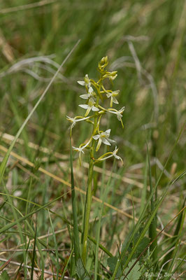 Platanthère à fleurs verdâtres — Platanthera chlorantha (Custer) Rchb., 1828