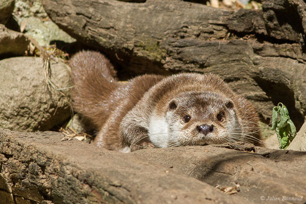 Loutre d'Europe — Lutra lutra (Linnaeus, 1758), (Parc animalier des Pyrénées, Argelès-Gazost (65), France, le 19/07/2020)