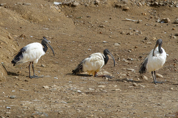 Ibis sacré — Threskiornis aethiopicus (Latham, 1790), (Réserve Africaine de Sigean (11), France, le 26/09/2024)
