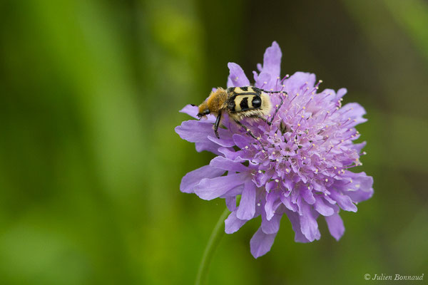 Trichie — Trichius sp., (Le Bastan de Sers, Sers (65), France, le 29/06/2018)