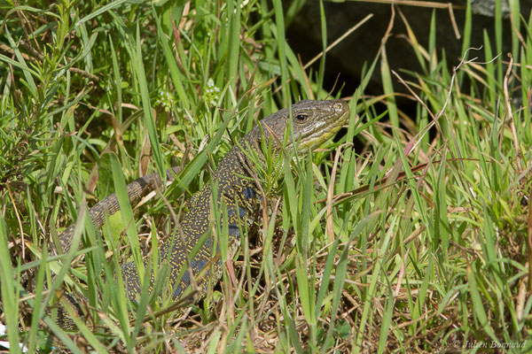 Lézard ocellé — Timon lepidus (Daudin, 1802), (mâle adulte) (Tarnos (64), France, le 13/03/2020)